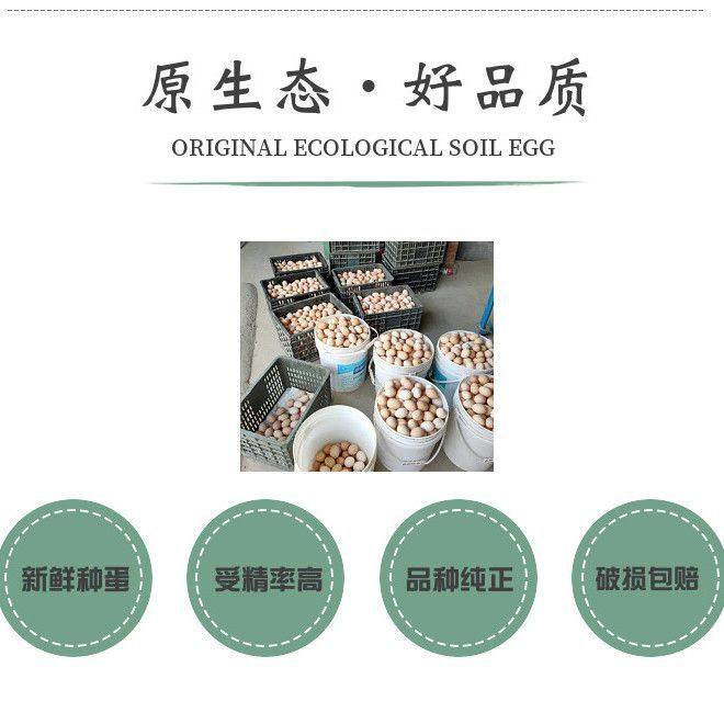快大型青脚麻鸡种蛋受精蛋可孵化小鸡蛋受精种蛋自然受精土宠物鸡,淘宝优惠券,粉丝福利购,淘宝优惠卷