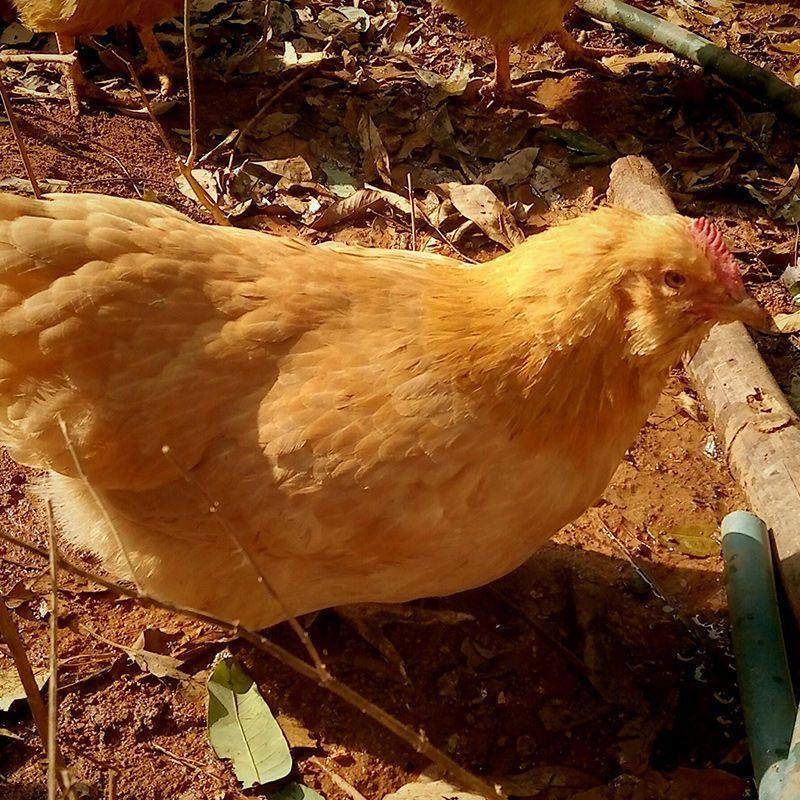 【50枚】纯种三黄鸡受精种蛋可孵化小鸡高受精率 现捡30枚宠物鸡,淘宝优惠券,粉丝福利购,淘宝优惠卷