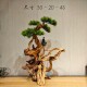 Simulated welcoming pine root carving bonsai ornaments for landscaping hotel B&B tea room tree roots simulated tree entrance hall indoor landscape
