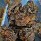 Pine wood, amber wood, natural logs, weathered wood ornaments, earthy agarwood, handpieces, aged materials, highly oily