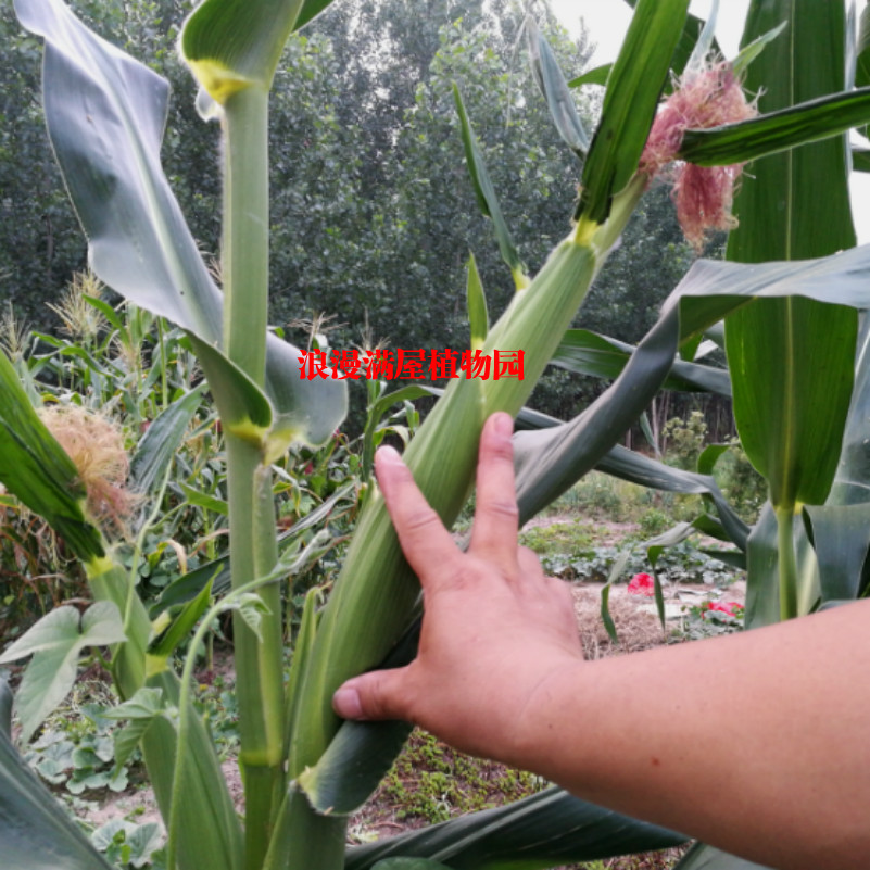 农家传统黄玉米老种子 五谷杂粮种子做稀饭用玉米 非转基因 包邮 - 图0