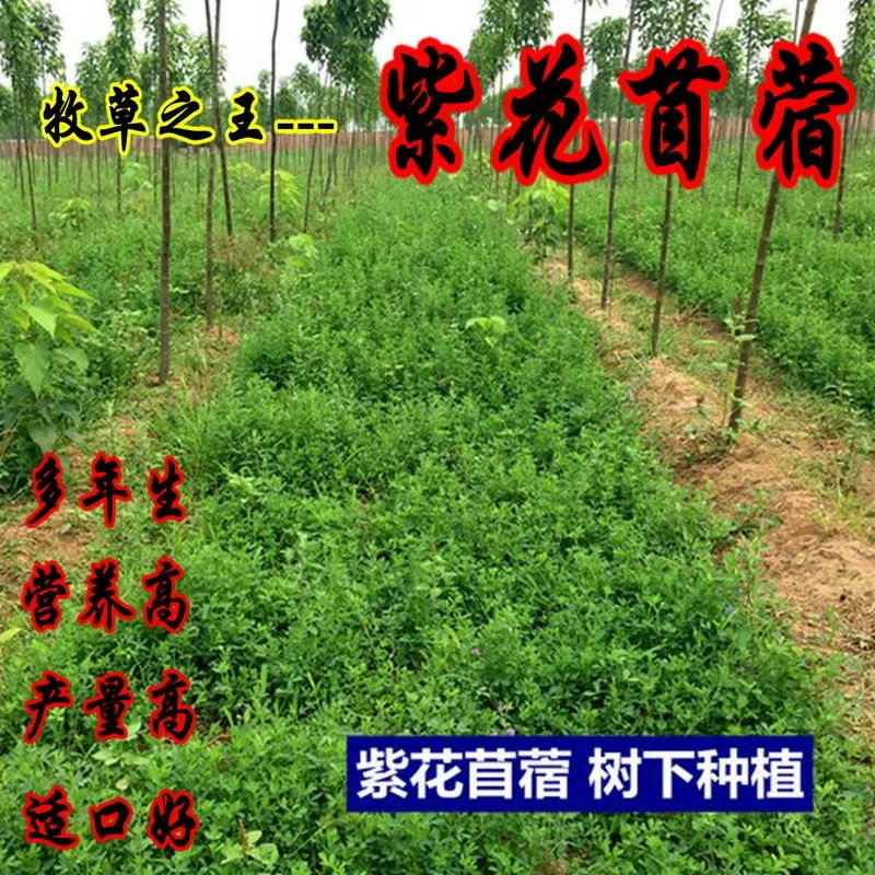 紫花苜蓿草种籽喂猪牛羊兔鸡鸭鹅多年生四季大叶牧草种子鱼草种籽