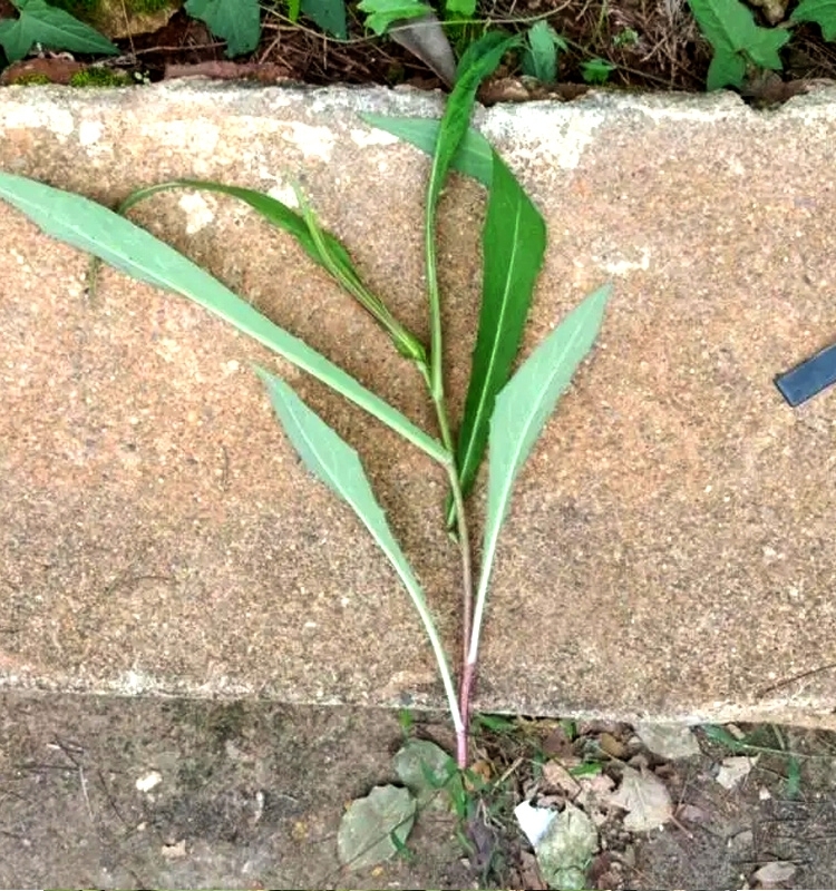 瑞连草钻 叶紫菀苗 剪刀菜白菊花 土柴胡 阳台庭院盆栽疏菜种子苗 - 图3