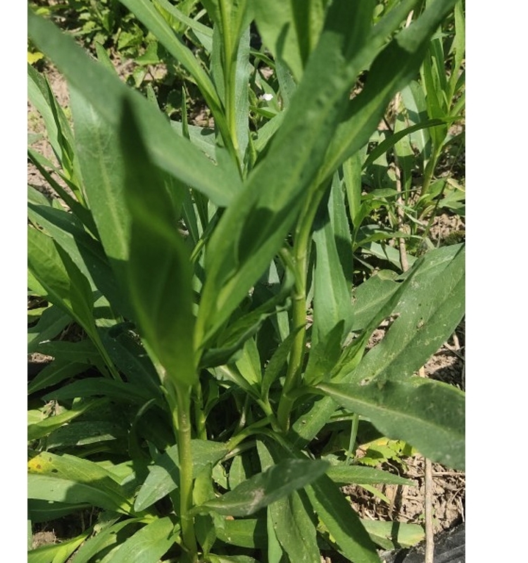 瑞连草钻 叶紫菀苗 剪刀菜白菊花 土柴胡 阳台庭院盆栽疏菜种子苗 - 图0