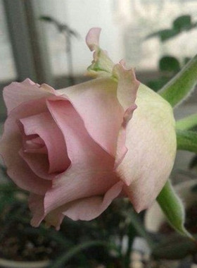 室内庭院花卉阳台盆栽绿植