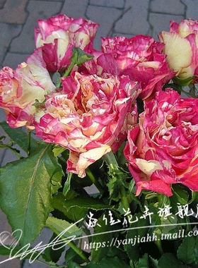 新品日月的条纹切花万花镜月季花