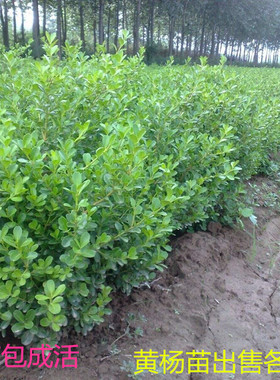 黄杨苗瓜子黄杨独杆黄杨树苗别墅庭院绿化苗木抗寒植物黄杨球绿篱