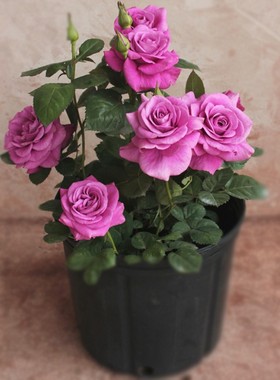 月季微型群开勤花阳台系列冥王星