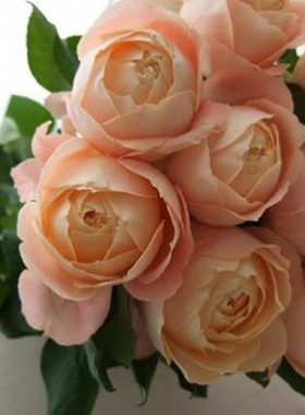 庭院植物杏色粉底灌木月季经典