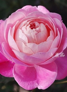 欧月梦之光灌木浓香多花蔷薇玫瑰