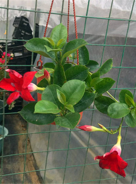 双线藤飘香藤花苗盆栽双喜藤室内