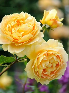 欧月黄金包子可做浓香多季花墙