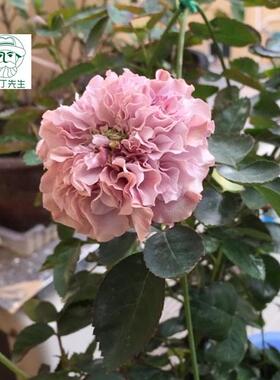 欧月日月 玉藻 碎瓣香型勤花抗病扦插月季花苗 庭院阳台盆栽