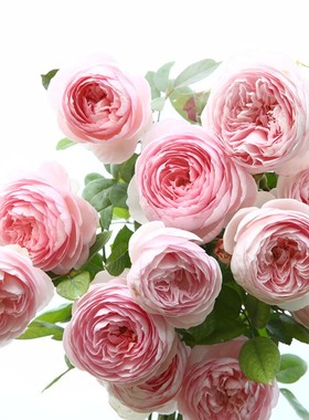 多花藤本月季经典杰夫庭院