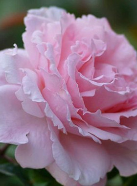 苏菲罗莎新品大花浓香抗病玫瑰