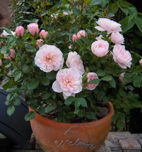 庭院植物欧月我的心阳台盆栽地栽