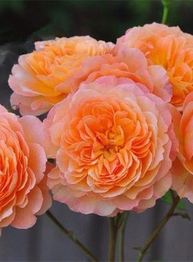 欧月阳台藤本花蔷薇安德烈宝石