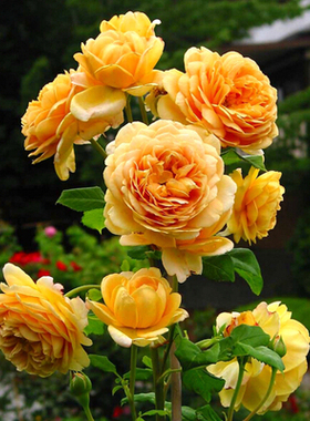 欧月藤本月季黄金庆典包子花型