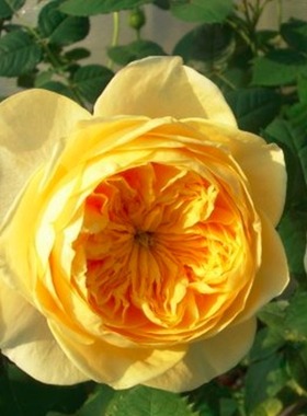 植物花卉欧月切花阳台庭院盆栽