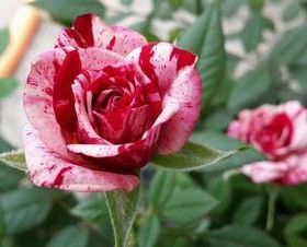 庭院阳台月季大花条纹灌木微月