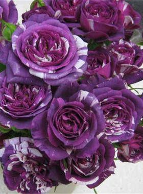 芬芳宝石月季条纹切花阳台庭院