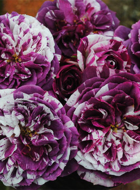 灌木多头芬芳宝石经典花期盆栽