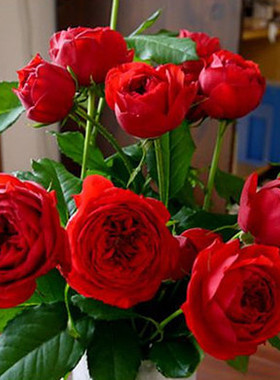 切花月季苗红苹果月季花苗超正的红色勤花庭院阳台盆栽绿植物花卉