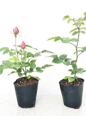 欧月大花微型月季花苗