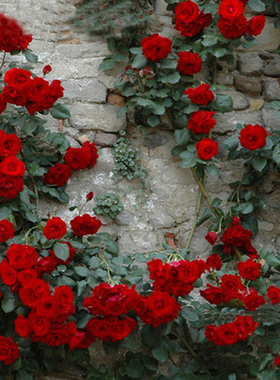 玫瑰蔷薇爬藤多花月季苗大型盆栽