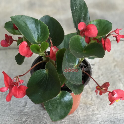 四季开花海棠 玻璃翠重瓣丽格海棠 带花发货室内盆栽四季开花包邮 - 图0