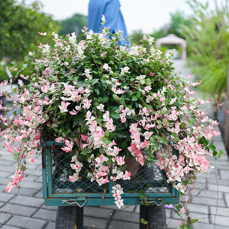 海蒂的花园花叶络石四季常绿好养观叶垂吊植物阳台室内绿植盆栽苗-图0