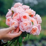 Садовая роза садовая роза сеянцы розовые драконные песчаные драгоценные камни Голубой дождливый сок балкон балкон розовый кустарник горшок