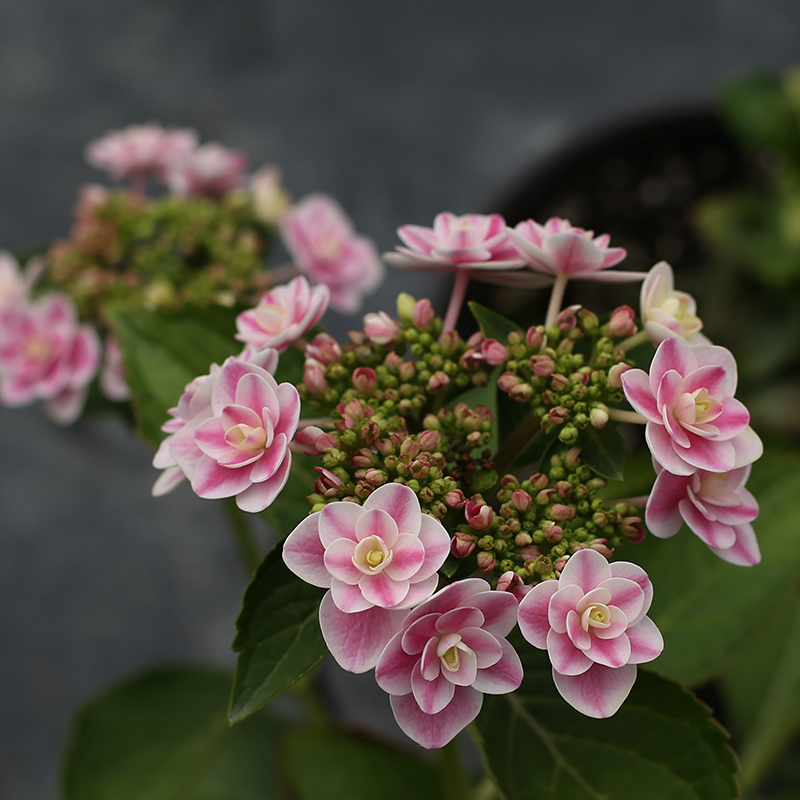 海蒂的花园绣球花雨中曲大花平顶绣球八仙花阳台庭院露台花卉盆栽-图1