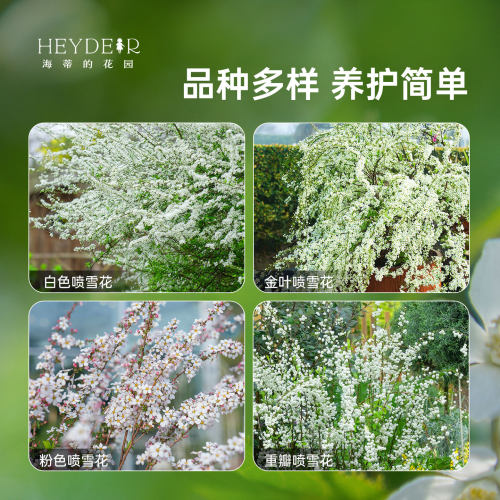 海蒂的花园雪柳盆栽喷雪花金叶粉花白花多年生花灌木耐寒花卉植物 - 图1