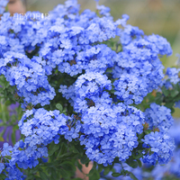 【快抢日】海底的花园蓝雪花