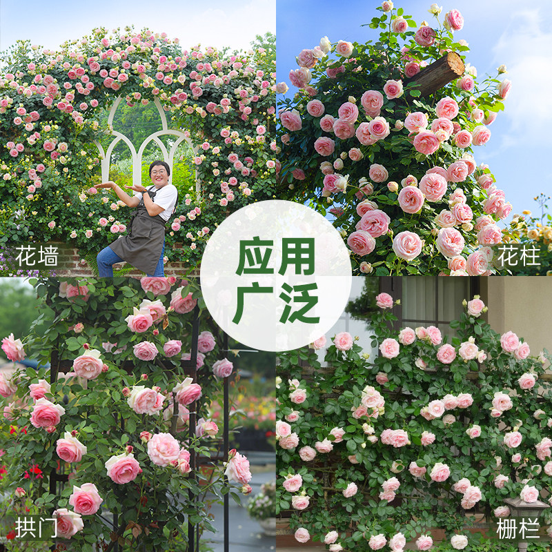 海蒂的花园  月季粉色龙沙宝石花苗爬藤庭院植物藤本花卉园艺盆栽,淘宝优惠券,粉丝福利购,淘宝优惠卷