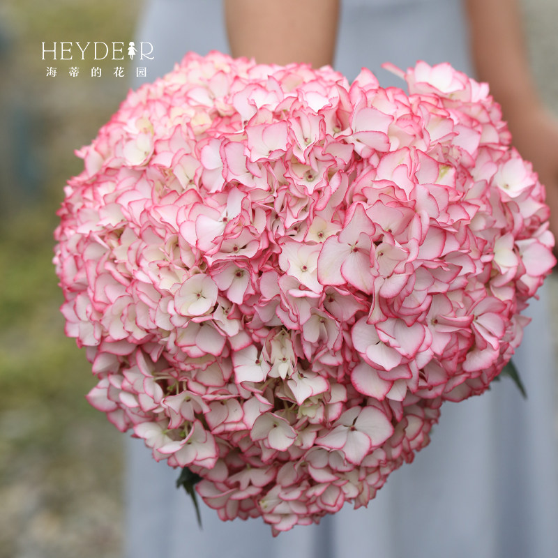 海蒂的花园绣球花苗塞布丽娜大花绣球花量大阳台庭院花卉植物盆栽,淘宝优惠券,粉丝福利购,淘宝优惠卷