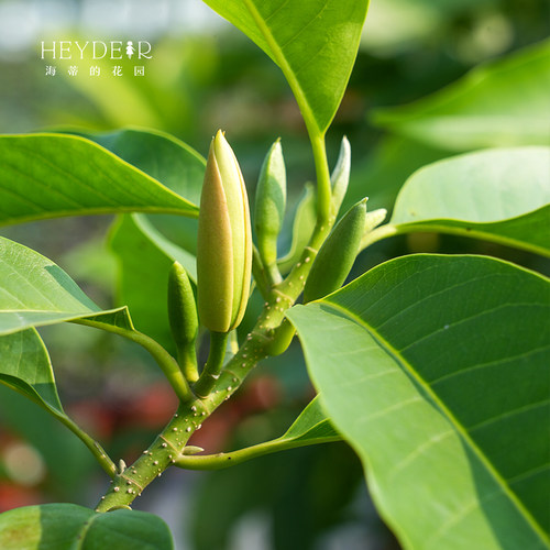 海蒂的花园黄葛兰黄角兰白兰花四川本土植物耐热香味花卉树苗盆栽 - 图2