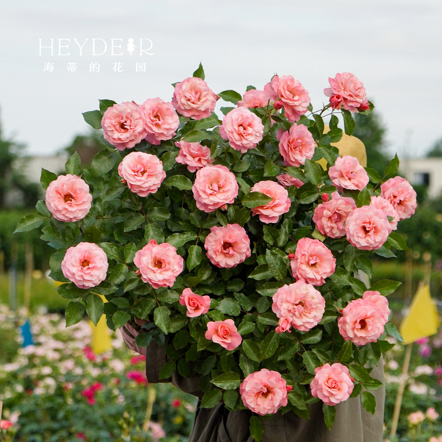 海蒂的花园月季花苗波提雪莉直立玫瑰切花型庭院花境植物花卉盆栽,淘宝优惠券,粉丝福利购,淘宝优惠卷