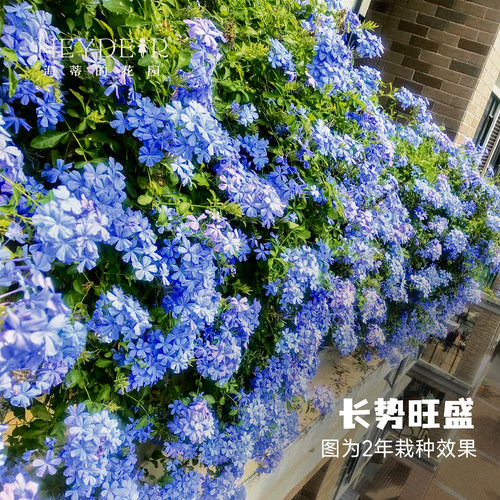 海蒂的花园蓝雪花盆栽耐热阳台可爬藤四季好养易活花卉植物室内花 - 图0