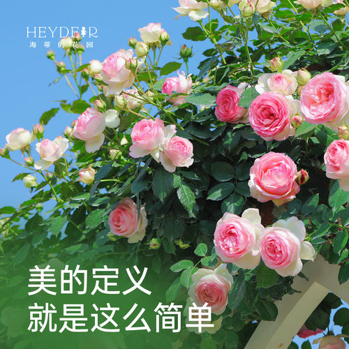 海蒂的花园月季粉色龙沙宝石花苗爬藤庭院植物藤本花卉园艺盆栽 - 图1