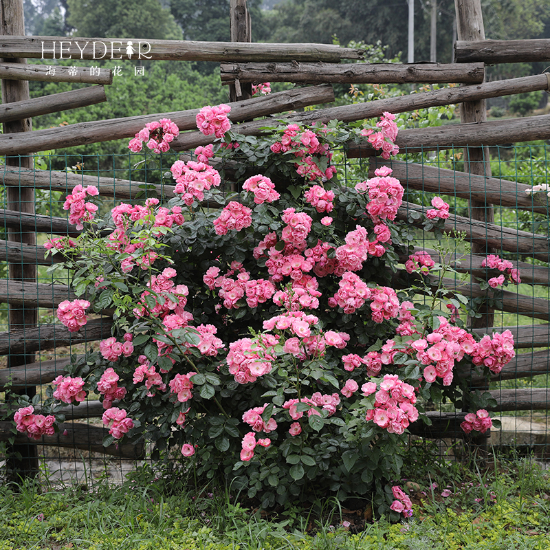 海蒂的花园苹果花爬藤月季藤本春季花量大庭院露台花卉盆栽花苗-图1