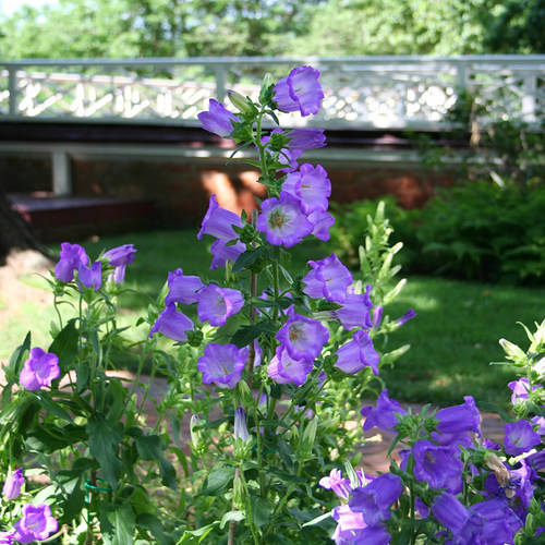 海蒂的花园 风铃草阳台庭院好养植物蓝色粉色花境搭配花卉盆栽苗 - 图2