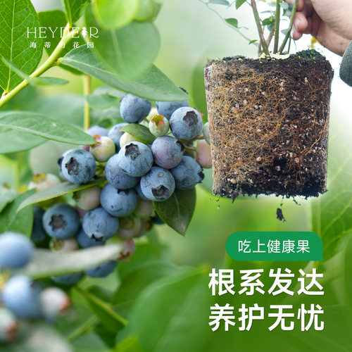 海蒂的花园蓝莓树果苗盆栽南方北方带阳台庭院地栽果蔬苗海妈家 - 图1