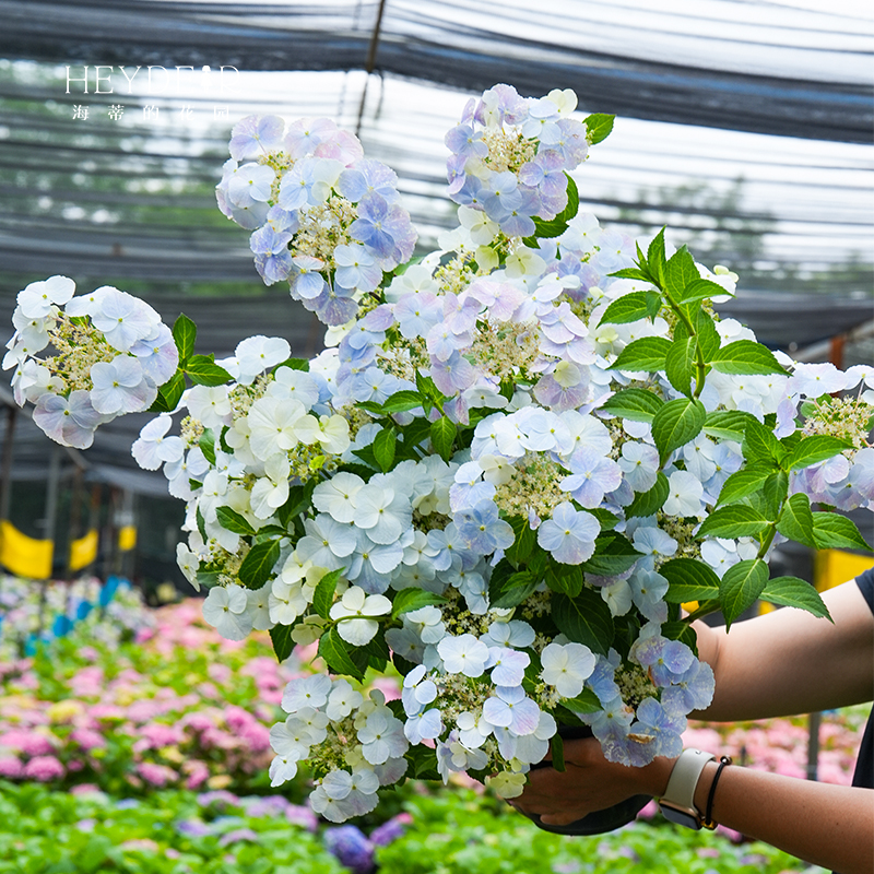 海蒂的花园绣球花苗逃跑新娘粉色白色垂吊花量大阳台庭院花卉盆栽 - 图0