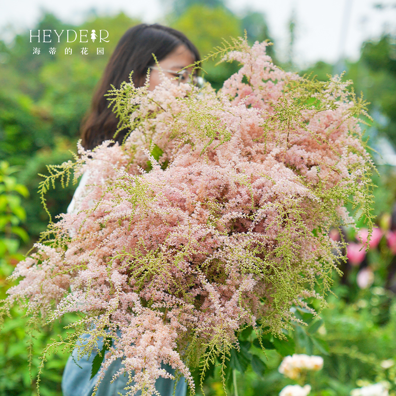 海蒂的花园 落新妇耐阴好养多年生花卉阳台盆栽庭院地栽花境植物 - 图0