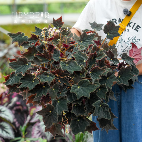 海蒂的花园秋海棠盆栽竹节海棠阳台室外室内客厅桌面绿植观叶植物 - 图1