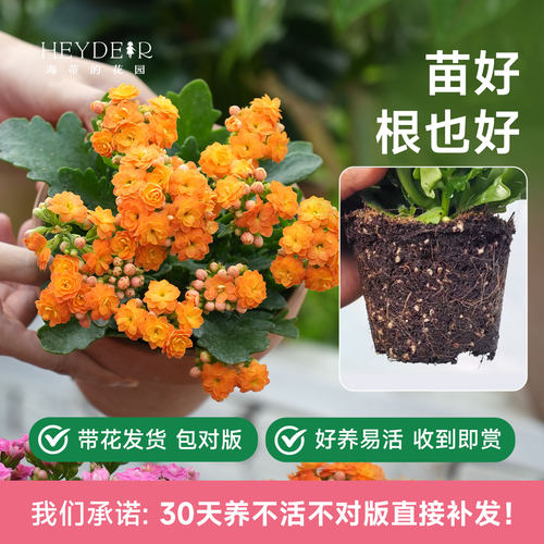 海蒂的花园长寿花盆栽重瓣大花花苗带花苞金狐狸花卉植物室内开花 - 图0