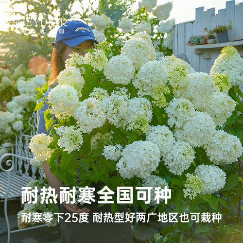 海蒂的花园圆锥绣球香草草莓石灰灯北方耐寒耐旱植物花卉盆栽海妈 - 图1