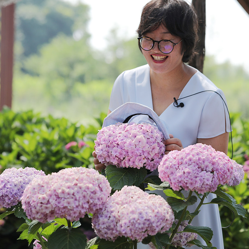 海蒂的花园无尽夏万华镜花手鞠等海妈家绣球花卉盆栽 海蒂的花园成都总店 淘优券